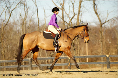 Trot Shot Photographing Your Horse for Sale