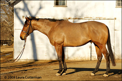  Conformation Shot Photographing Your Horse for Sale